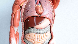 3 - ANATOMÍA